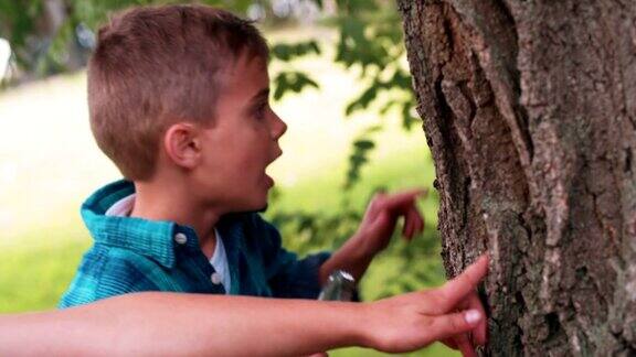 男孩子们用放大镜研究树干