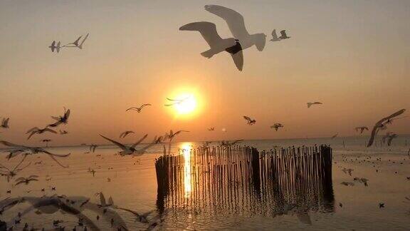 数百只海鸥在夕阳的背景下