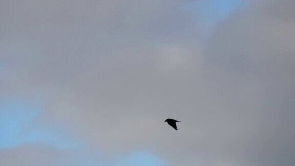 一只乌鸦飞向天空