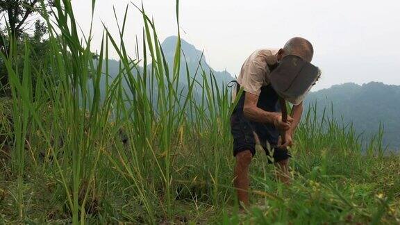站在稻田边的中国老农