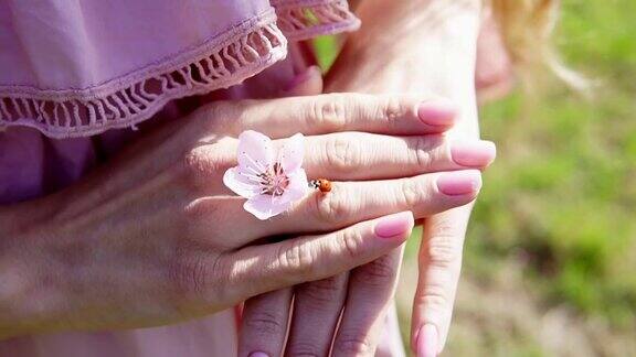 昆虫瓢虫在女人的手上与花