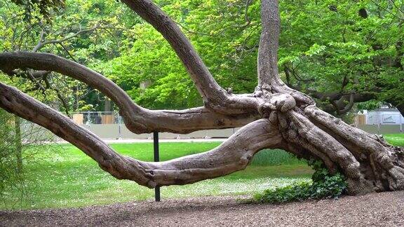 卢森堡公园的老树