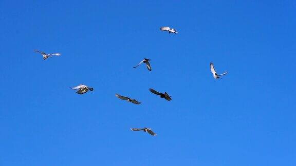 鸽子在蓝色的天空中飞翔