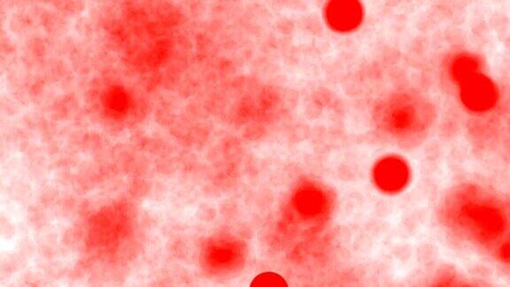 显微镜下动脉中红细胞的运动红细胞在血液中流动Loopable
