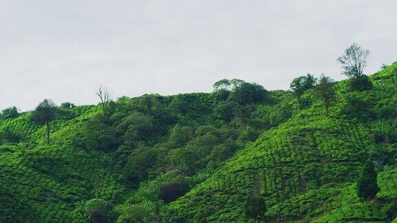 马来西亚北部卡梅隆高地的BOH茶园