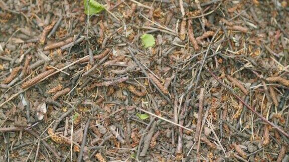 蚂蚁集体建造蚁丘森林里的野蚁山森林蚁丘森林里蚁丘上的蚂蚁宏观的观点