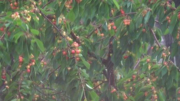 大雨下在花园里的樱桃树枝