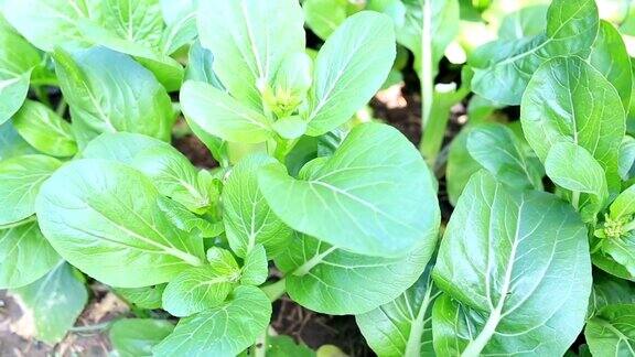 菜园子里新鲜的绿色大白菜叶子