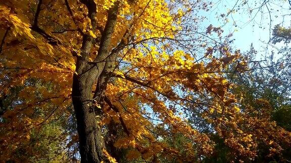 秋天的枫树在风中飘落的叶子