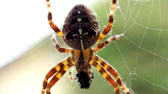 高清宏:蜘蛛网上的蜘蛛