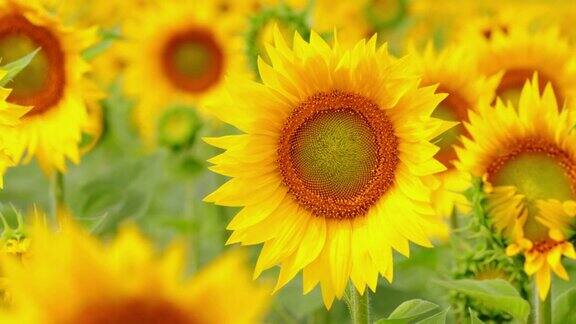 阳光下美丽的田野里盛开着黄色向日葵