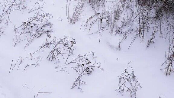 美丽的冬季大自然与鸟儿在冰雪覆盖的拉普兰树枝上冬天的背景冬天寒冷山雀在冬天