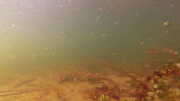 用海藻在湖里游泳