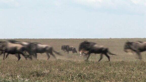 塞伦盖蒂的非洲野生角马迁徙