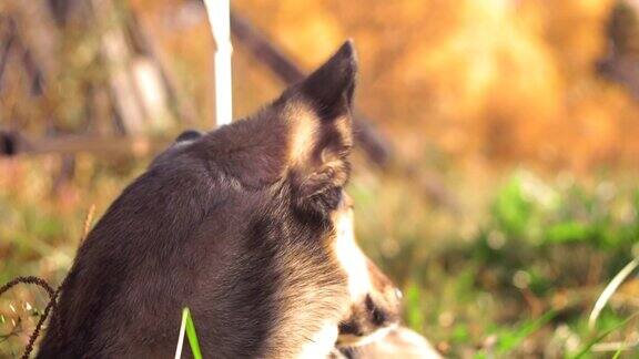 一个牧羊犬哈士奇的肖像近距离在秋天森林的背景