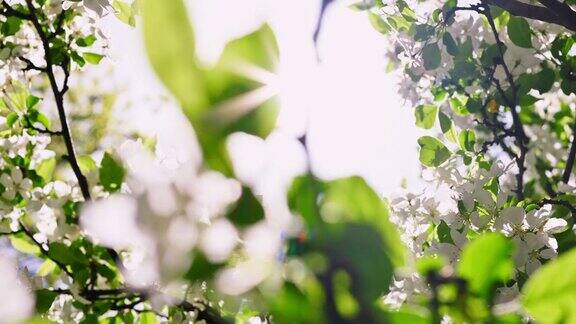 阳光明媚的日子里春天盛开的苹果树枝条映衬着蓝天阳光透过树的白色茂盛的花朵自然美丽的背景果树开花