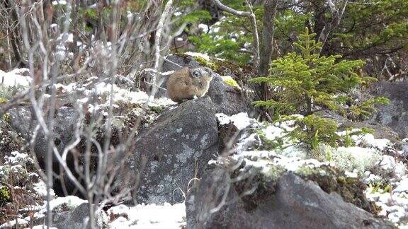 在北海道大泽山国家公园一只北方鼠兔在一场降雪后从岩石中爬出来