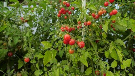 农业成熟的樱桃番茄