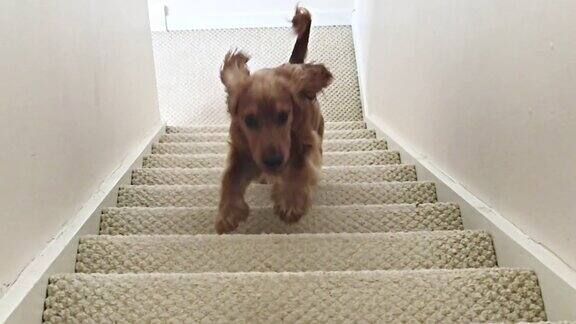 可卡犬跑上楼梯的慢动作