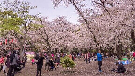 樱花节公园派对