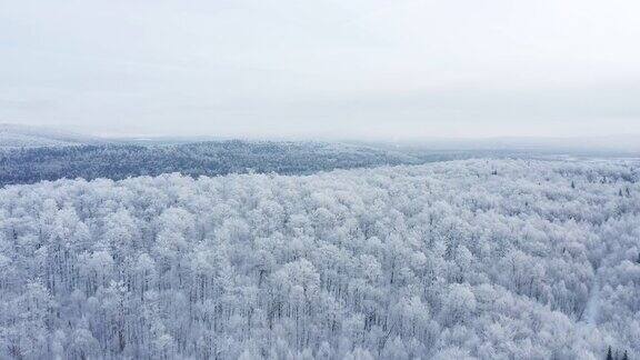 暴风雪后冬季北方自然森林的4K航拍视频魁北克加拿大