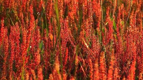 春天的草地植物背光矗立