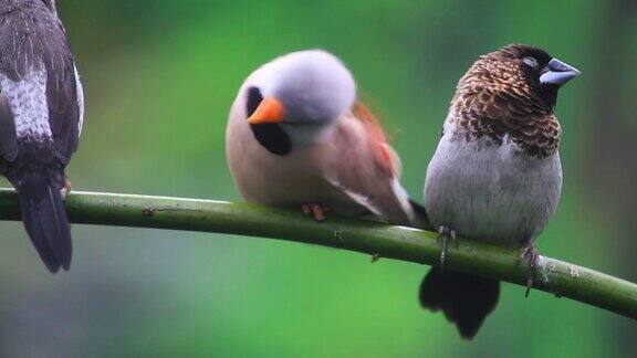 美丽可爱的鸟儿互相梳理