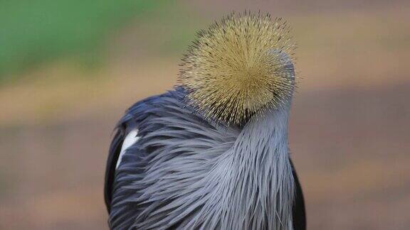 美丽的特写裁剪肖像的一个惊人美丽的灰冠鹤整理