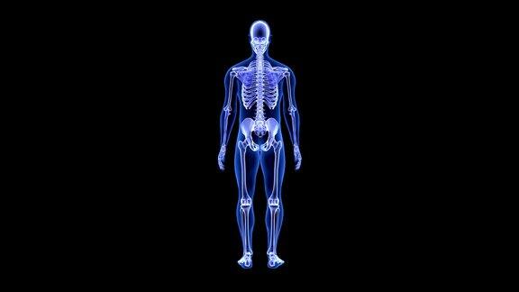 关节痛蓝色人体解剖体3D扫描渲染-旋转无缝循环