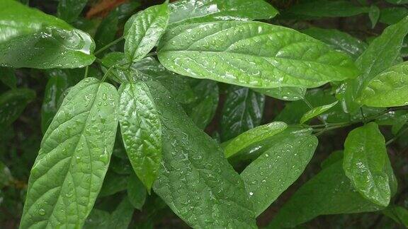 雨滴落在树叶上