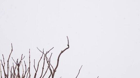 欧亚喜鹊或常见的喜鹊(异食癖异食癖)苍蝇在大雪