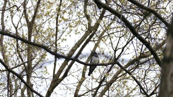 下图是翠鸟站在春芽的小树枝上