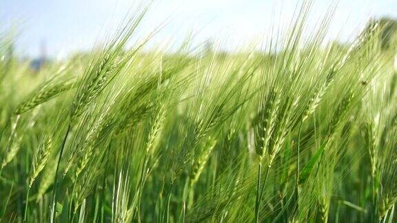 夕阳下的麦田在夕阳的余晖中田野上有绿色的小麦芽春天里有嫩芽小麦种植农业和有机生态食品生产