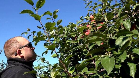 戴着太阳眼镜的人在农场的种植园里摘红苹果4k
