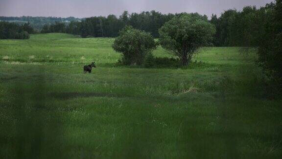 清晨在田野里漫步的驼鹿