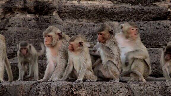 泰国华富里泰国庙中的家猴