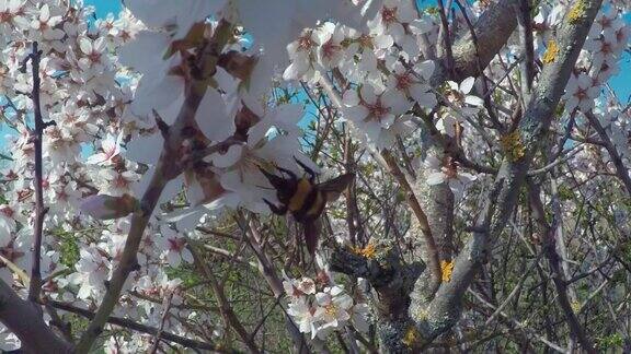 开花的杏树枝条上有地衣