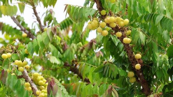星醋栗果实的特写新鲜的星醋栗生长在花园里的树枝上选择性聚焦和模糊背景