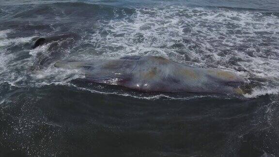 巴厘岛海岸线附近搁浅的抹香鲸