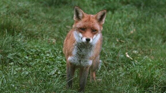 红狐狸秃鹫成年站在草地上诺曼底实时4K