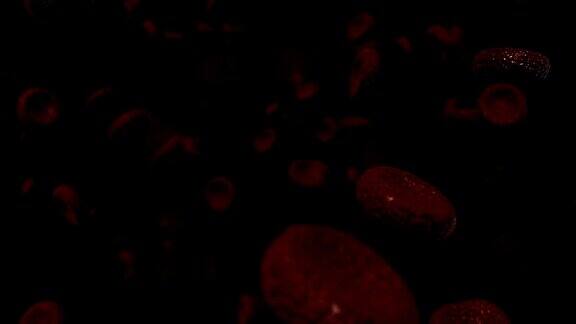 4K显微镜查看红细胞-股票视频