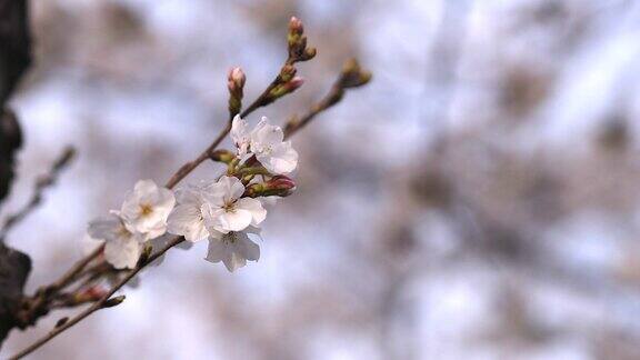 春天粉红色樱花的特写背景是盛开的樱花林