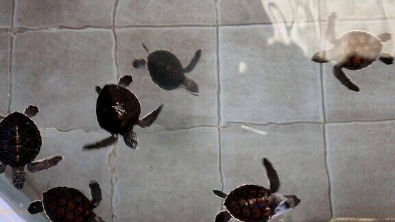 小绿海龟游泳繁殖中心
