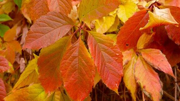 秋天的葡萄叶子又黄又红