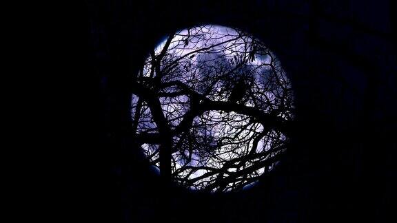 在月夜的树枝上啼叫