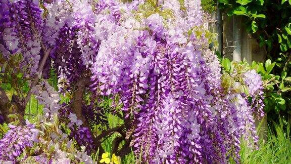 蓝色的紫藤开花盛开的花园日本公园里美丽的花架