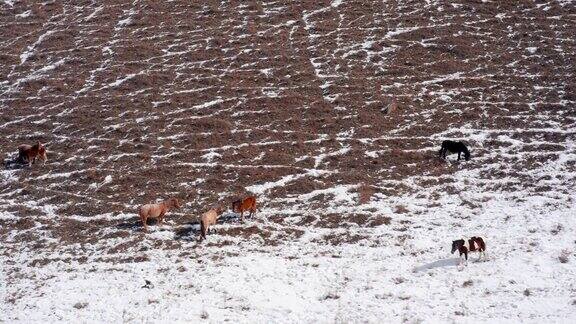 冬天的阿尔泰山库莱岭一群吃草的马鸟瞰图