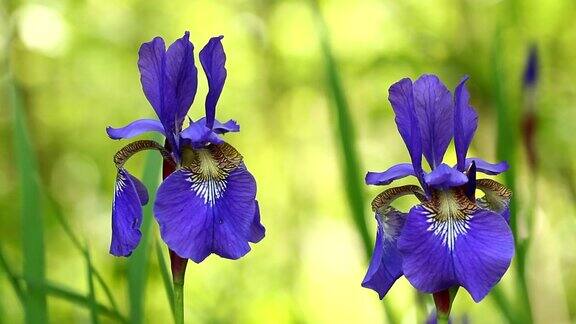 紫色的虹膜花