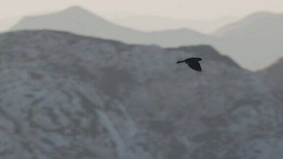 杜米托国家公园里一只黑鸟的追踪镜头