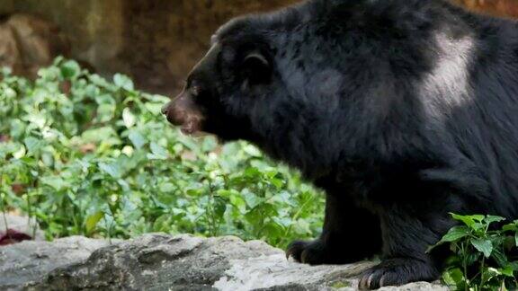 亚洲黑熊